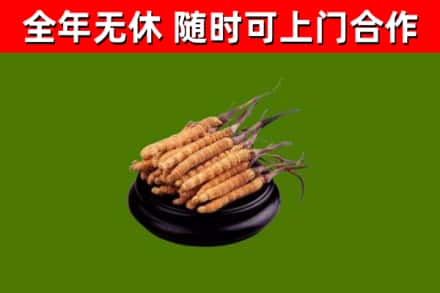 林州市烟酒回收冬虫夏草.jpg